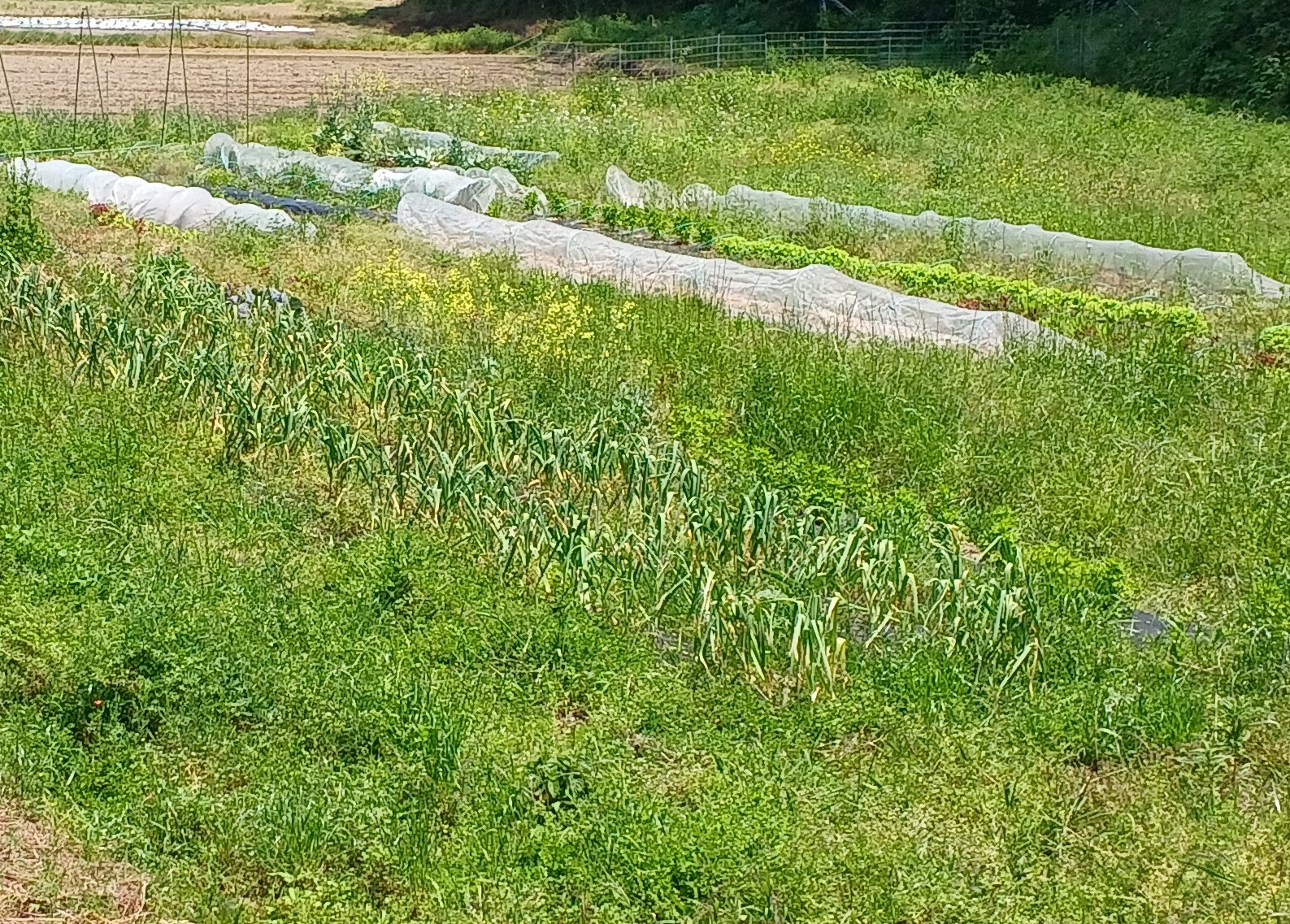 自然栽培の畑の風景